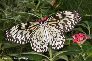 3033 Paper Kite (Idea leuconia). Rosine Smith Sammons Butterfly House & Insectarium, Dallas, TX