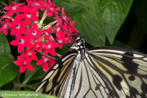 3034 Paper Kite (Idea leuconia). Rosine Smith Sammons Butterfly House & Insectarium, Dallas, TX