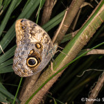 3035 Owl Butterfly (Caligo memnon). Rosine Smith Sammons Butterfly House & Insectarium, Dallas, TX