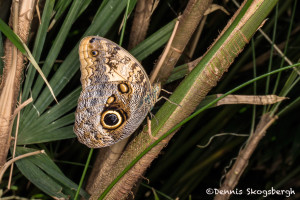 3035 Owl Butterfly (Caligo memnon). Rosine Smith Sammons Butterfly House & Insectarium, Dallas, TX