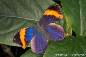 3036 Indian Leaf Butterfly (Kallima paralekta). Rosine Smith Sammons Butterfly House & Insectarium, Dallas, TX