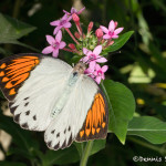 3038 Female Great Orange Tip Butterfly (Hebomoia glaucippe). Rosine Smith Sammons Butterfly House and Insectarium, Dallas, TX