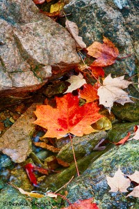 1674 Autumn Leaves, Hadlock Brook