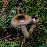 2983 Mushrooms, Acadia National Park, ME