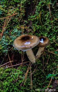 2983 Mushrooms, Acadia National Park, ME