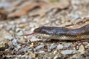 1469 Texas Rat Snake (Elaphe obsoleta lindheimeri)