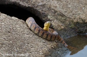 1518 Banded Water Snake