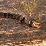 1555 Alligator, Anahuac National Wildlife Refuge, TX