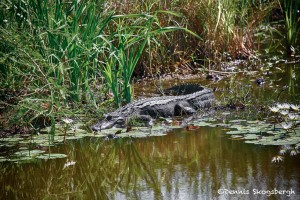 1621 American Alligator (Alligator mississippiensis)