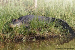 1640 American Alligator (Alligator mississippiensis)