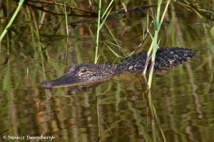 1645 American Alligator (Alligator mississippiensis)