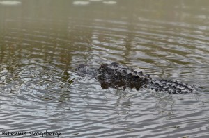 1652 American Alligator (Alligator mississippiensis), Anahuac National Wildlife Refuge, TX