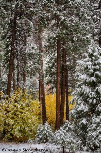 1756 Snowing in Yosemite