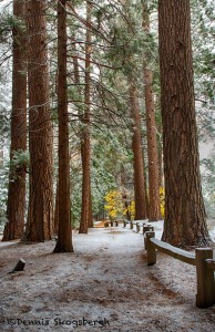 1757 Yosemite Snow