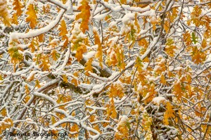 1774 Fresh Snow, Autumn Color