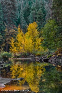 1791 Autumn Colors, Merced River