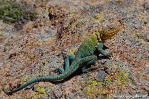 1843 Common Collared Lizard