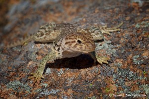 1847 Common Collared Lizard