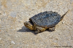 1867 Common Snapping Turtle (Chelydra serpentina)