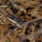 2235 Texas Rat Snake (Elaphe obsoleta lindheimeri)