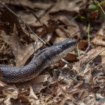 2237 Texas Rat Snake (Elaphe obsoleta lindheimeri)