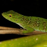 1955 Green Tree Lizard