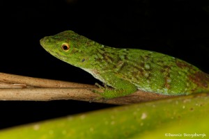 1955 Green Tree Lizard