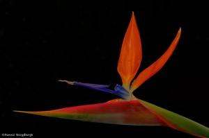 1957 Bird of Paradise Flower (Strelitzia reginae)