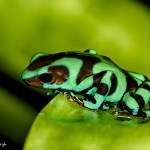 1958 Green Poison Dart Frog (Dendrotabes auratus)