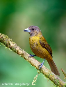 1963 Grayish Saltator (Saltatore coerulescens)