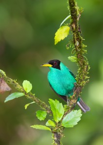 1964 Green Honeycreeper (Chlorophanes spiza)