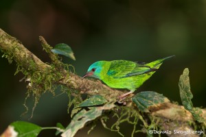 1966 Female Blue Dacnis (Dacnis cayana)