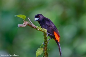 1968 Male Cherrie's Tanager (Ramphocelus costaricensis)
