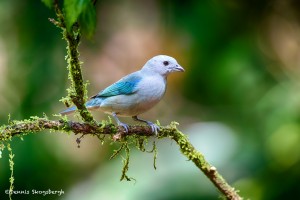 1970 Blue-gray Tanager (Thraupis episcopus)