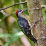 1971 Black-cheeked Woodpecker (Melanerpes pecherani)