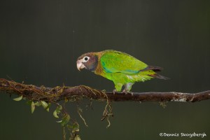 1973 Brown-hooded Parrot (Pionopsitta haematotis)