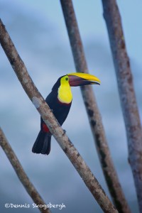 1976 Chestnut-mandibled Toucan (Ramphasto swainaonii)