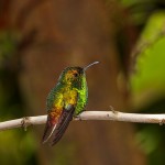 1983 Coppery-headed Emerald Hummingbird (Elvira cupreiceps)