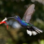 1986 Violet Sabrewing Hummingbird (Campylopterus hemileucurus)