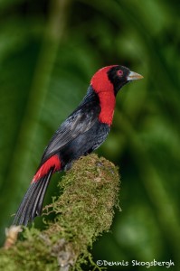 1988 Crimson-collared Tanager (Ramphocelus sanguinolentus)