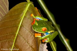 1994 Red-eyed Green Tree Frog (Agalychnis callidryas)