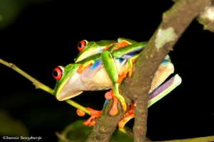 1996 Red-eyed Green Tree Frog (Agalychnis callidryas)