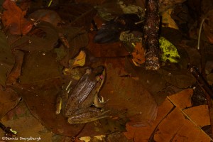 1998 Bolivian White-lipped Frog (Leptodactylus bolivianus)