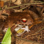 2002 Bolivian Toad-Frog (Leptodactylus bolivianus)