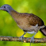 2012 Gray-headed Chachalaca (Ortaus cinereiceps)