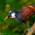 2015 Montezuma Oropendola (Psarocolius montequma)