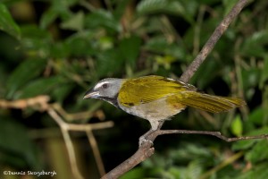 2016 Buff-throated Saltator (Saltator maximus)