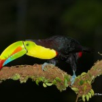 2025 Keel-billed Toucan (Ramphastos sulfuratus)