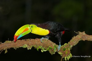 2025 Keel-billed Toucan (Ramphastos sulfuratus)