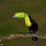 2026 Keel-billed Toucan (Ramphastos sulfuratus)